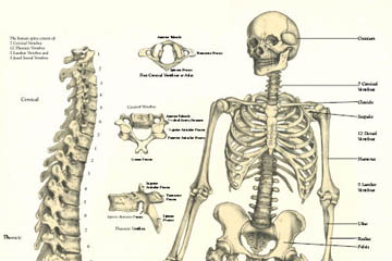 image of chiropractic skeleton